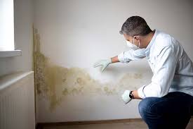 Why You Should Choose Our Mold Remediation Services in Mount Prospect, IL